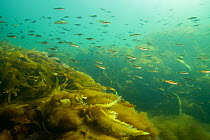 School of juvenile polluck (Pollachius pollachius) swimming over kelp along the Eastern Shore of Nova Scotia, Canada. July.