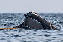 North Atlantic right whale (Eubalaena glacialis) with mouth open revealing baleen plates. Gulf of Saint Lawrence, Canada. July 2019.