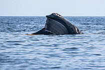 North Atlantic right whale (Eubalaena glacialis) with mouth open revealing baleen plates. Gulf of Saint Lawrence, Canada. July IUCN Status: Endangered.