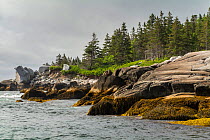 View of shoreline along the shore, Kejimkujik National Park, Nova Scotia, Canada. August.