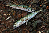 Atlantic mackerel (Scomber scombrus) caught in fishermans weir, Bay of Fundy, Canada. July.