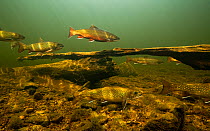 Brook trout (Salvelinus fontinalis) gather to spawn, St. Mary&#39;s river, Nova Scotia, Canada. October.