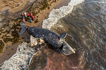 Aerial view of a dead North Atlantic right whale (Eubalaena glacialis) on beach in Cape Breton, Canada. The whale, known as &#39;Punctuation&#39; to researchers, was a large female who scientists have...
