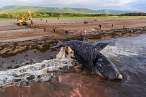 Aerial view of a dead North Atlantic right whale (Eubalaena glacialis) on beach in Cape Breton, Canada. The whale, known as &#39;Punctuation&#39; to researchers, was a large female who scientists have...