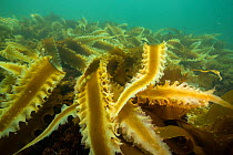 Sugar kelp (Sacchinaria latissima) in shallow waters off Kejimkujik National Park, Nova Scotia, Canada. August.