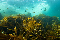 School of juvenile Pollock (Pollachius pollachius) swimming over kelp along the Eastern Shore of Nova Scotia, Canada. July.