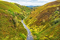 River (Afon) Aled flowing through a typical V shaped valley on the Denbigh Moors (Mynydd Hiraethog) North Wales UK September 2019.