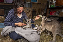 Rena Gaborov feeding Eastern grey kangaroo (Macropus gigantea) orphans in her mother-in-law's shed in Sarsfield, Victoria, Australia. January 2020 Editorial use only.