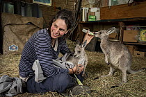 Rena Gaborov feeding Eastern grey kangaroo (Macropus gigantea) orphans in her mother-in-law's shed in Sarsfield, Victoria, Australia. January 2020 Editorial use only. Nature and Humans Photo Competiti...