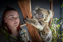 Koala (Phascolarctos cinereus) female named ?Toby&#39; which was rescued from Gelantipy (East Gippsland, Victoria) following the bushfires, is cared for by zoo keeper Courtney Pridgeon. Healsville San...
