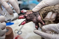Koala (Phascolarctos cinereus) female is treated for burns to all her feet at a mobile wildlife triage centre at Bairnsdale during the late 2019/early 2020 bush fires. Bairnsdale, Victoria, Australia....