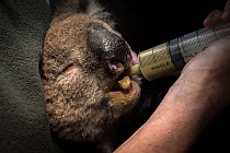 Koala (Phascolarctos cinereus) female is fed a supplement at a mobile wildlife triage centre. Bairnsdale, Victoria, Australia. January 2020. Editorial use only.