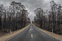 Burnt trees on the side of the Bruthen -Buchan Road, South Buchan.This area was burnt during the November / Dec 2019 fires. Bruthen-Buchan Road, South Buchan, Victoria, Australia. January 2020