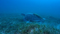Green turtle (Chelonia mydas) feeding on a seagrass bed, with Remora (Echeneidae), Marsa Alam, Red Sea, Egypt.