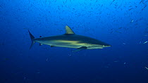 Silky shark (Carcharhinus falciformis) swimming through a shoal of juvenile fish, Red Sea, Habili Lori, Sudan.