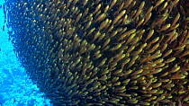 Shoal of Pygmy sweepers (Parapriacanthus ransonneti) surrounding reef, Red Sea, Safanga, Egypt.