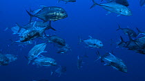 School of Giant trevally (Caranx ignobilis), with a diver in the background, Red Sea, Sudan.