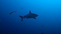 Grey reef shark (Carcharhinus amblyrhynchos) swimming, Shaab Rumi, Red Sea, Sudan.
