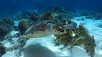 Hawksbill turtle (Eretmochelys imbricata) swimming amongst corals, Red Sea, Ras Muhammad National Park, Egypt.