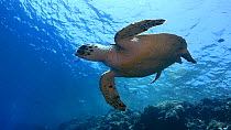 Hawksbill turtle (Eretmochelys imbricata) eating a jellyfish, Elphinstone Reef, Red Sea, Egypt.