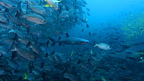 Whitetip reef shark (Triaenodon obesus) swimming, with school of fish nearby, Cocos Islands, Costa Rica.