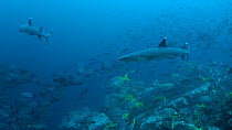 Two Whitetip reef sharks (Triaenodon obesus) swimming, with school of fish nearby, Cocos Islands, Costa Rica.