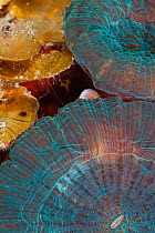 Disk Coral (Scolymia sp.), Cienaga de Zapata National Park, Matanzas Province, Cuba.