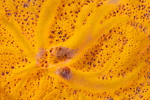 Orange Icing Sponge (Mycale laevis) detail, Cienaga de Zapata National Park, Matanzas Province, Cuba.