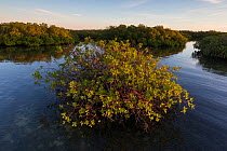 Red Mangrove (Rhizophora mangle) forest, Cienaga de Zapata National Park, Matanzas Province, Cuba.