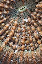Disk Coral (Scolymia sp.) detail, Cienaga de Zapata National Park, Matanzas Province, Cuba.