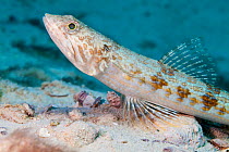 Sand diver lizardfish (Synodus intermedius), Cienaga de Zapata National Park, Matanzas Province, Cuba.