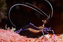 Pederson cleaner shrimp (Periclimenes pedersoni), Cienaga de Zapata National Park, Matanzas Province, Cuba.