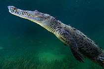 American crocodile (Crocodylus acutus), Jardines de la Reina / Gardens of the Queen National Park, Caribbean Sea, Ciego de Avila, Cuba.