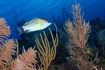 Hogfish (Lachnolaimus maximus) among corals, Jardines de la Reina / Gardens of the Queen National Park, Caribbean Sea, Ciego de Avila, Cuba.