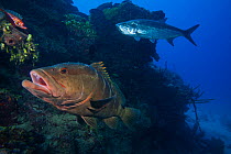 Nassau grouper (Epinephelus striatus) , Tarpon (Megalops atlanticus), and Longspine squirrelfish (Holocentrus rufus), Jardines de la Reina / Gardens of the Queen National Park, Caribbean Sea, Ciego de...