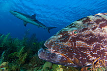 Black grouper (Mycteroperca bonaci), and Caribbean Reef Shark (Carcharhinus perezi), Jardines de la Reina / Gardens of the Queen National Park, Caribbean Sea, Ciego de Avila, Cuba.