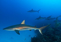 Caribbean reef shark (Carcharhinus perezi), Jardines de la Reina / Gardens of the Queen National Park, Caribbean Sea, Ciego de Avila, Cuba.