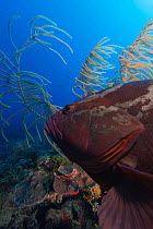 Nassau grouper (Epinephelus striatus) Jardines de la Reina / Gardens of the Queen National Park, Caribbean Sea, Ciego de Avila, Cuba.