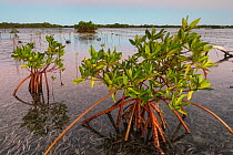 Red mangrove (Rhizophora mangle) saplings advancing over Turtle Grass (Thalassia testudinum), Jardines de la Reina / Gardens of the Queen National Park, Caribbean Sea, Ciego de Avila, Cuba.