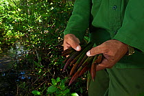 Person holding Red mangrove (Rhizophora mangle) propagule for reforestation, Playa Mayabeque, Mayabeque, Cuba.