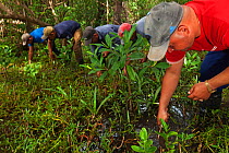 Mangrove reforestation group planting Red Mangrove (Rhizophora mangle), Playa Mayabeque, Mayabeque, Cuba.