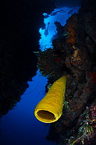 Yellow tube sponge (Aplysina fistularis) and diver, Guanahacabibes Peninsula National Park, Pinar del Rio Province, western Cuba., Floating debris cleaned