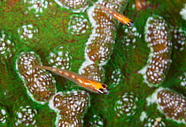 Glass goby (Coryphopterus hyalinus), Guanahacabibes Peninsula National Park, Pinar del Rio Province, western Cuba.