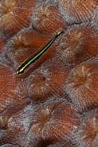 Goby (Elacatinus sp.) on coral, Guanahacabibes Peninsula National Park, Pinar del Rio Province, western Cuba.