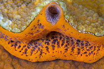 Orange icing sponge (Mycale laevis), Guanahacabibes Peninsula National Park, Pinar del Rio Province, western Cuba.