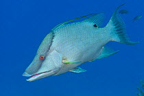 Hogfish (Lachnolaimus maximus), Guanahacabibes Peninsula National Park, Pinar del Rio Province, western Cuba.