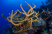 Staghorn coral (Acropora cervicornis) and Threespot damselfish (Stegastes planifrons), Staghorn Coral Guanahacabibes Peninsula National Park, Pinar del Rio Province, western Cuba.