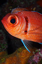 Blackbar soldierfish (Myripristis jacobus) with Cymothoid isopod attached, Guanahacabibes Peninsula National Park, Pinar del Rio Province, western Cuba.
