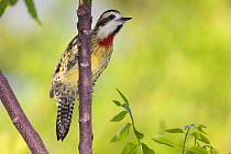 Cuban green woodpecker (Xiphidiopicus percussus), Guanahacabibes Peninsula National Park, Pinar del Rio Province, western Cuba.