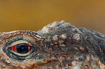 Cuban iguana (Cyclura nubila nubila) eye, Guanahacabibes Peninsula National Park, Pinar del Rio Province, western Cuba.